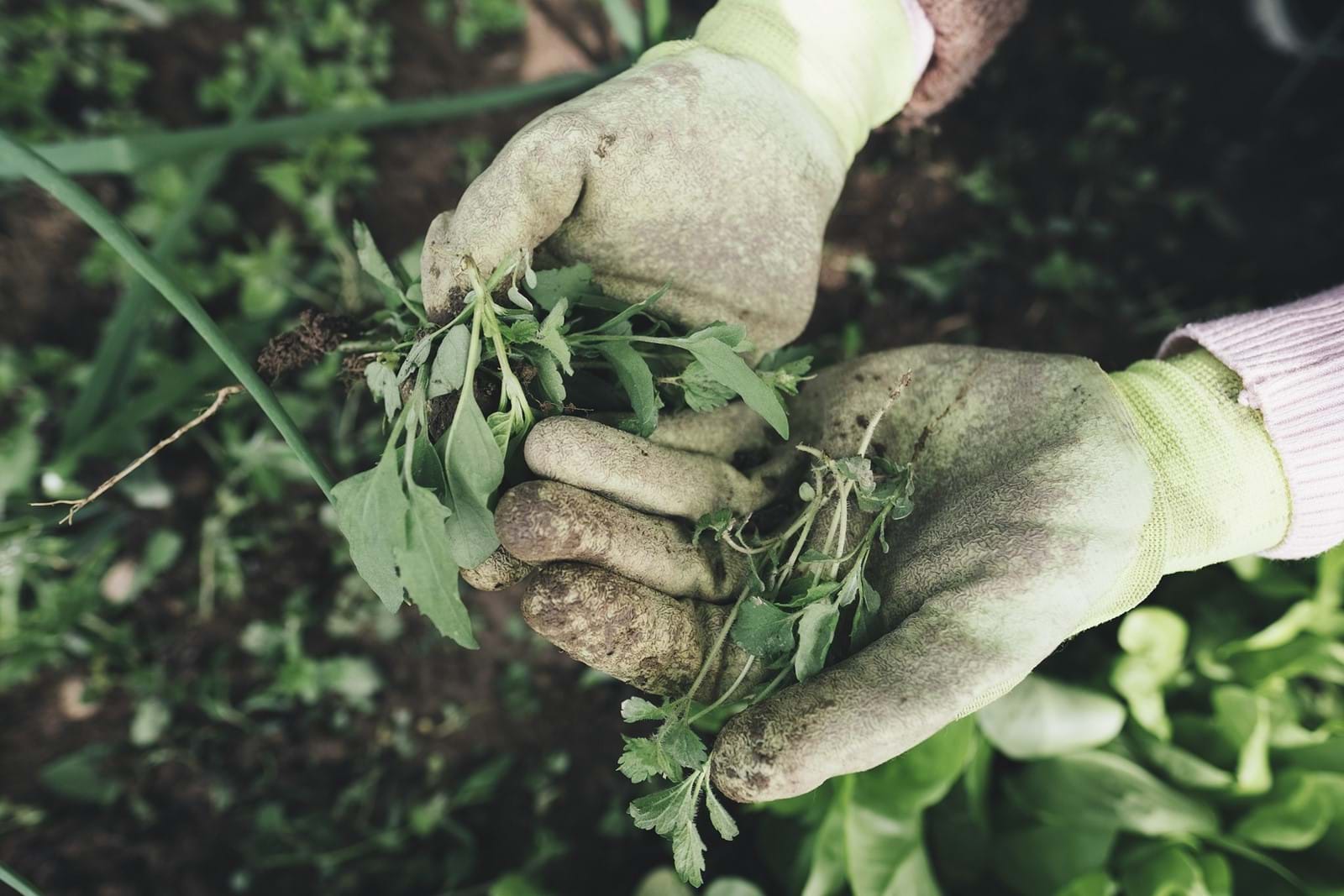Gardening G478b32c7e 1920 Gardening G478b32c7e 1920