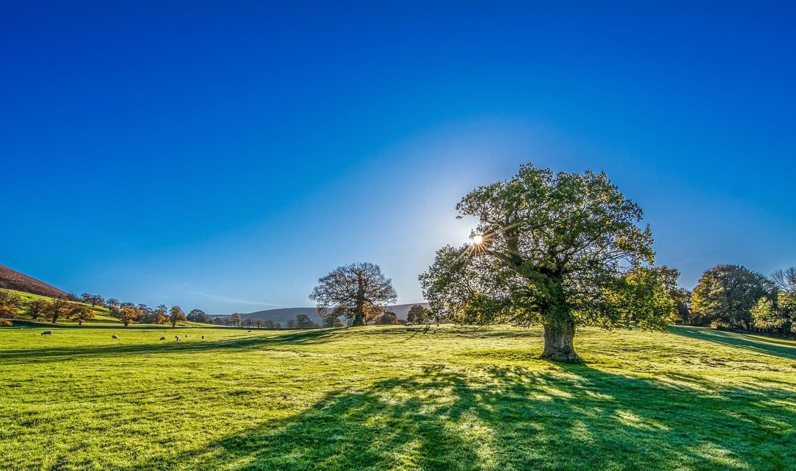 Tree 2916763 1920 Tree 2916763 1920