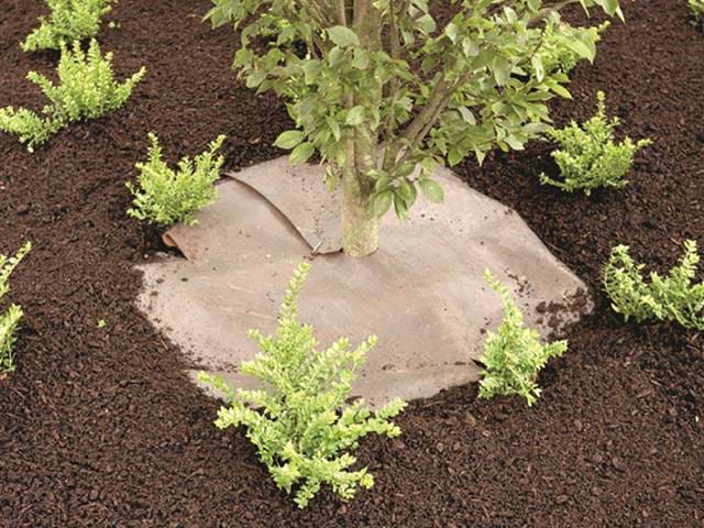 Plantex Gold 1182X688px Plantex Gold 1182X688px